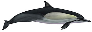 Delphinus capensis capensis