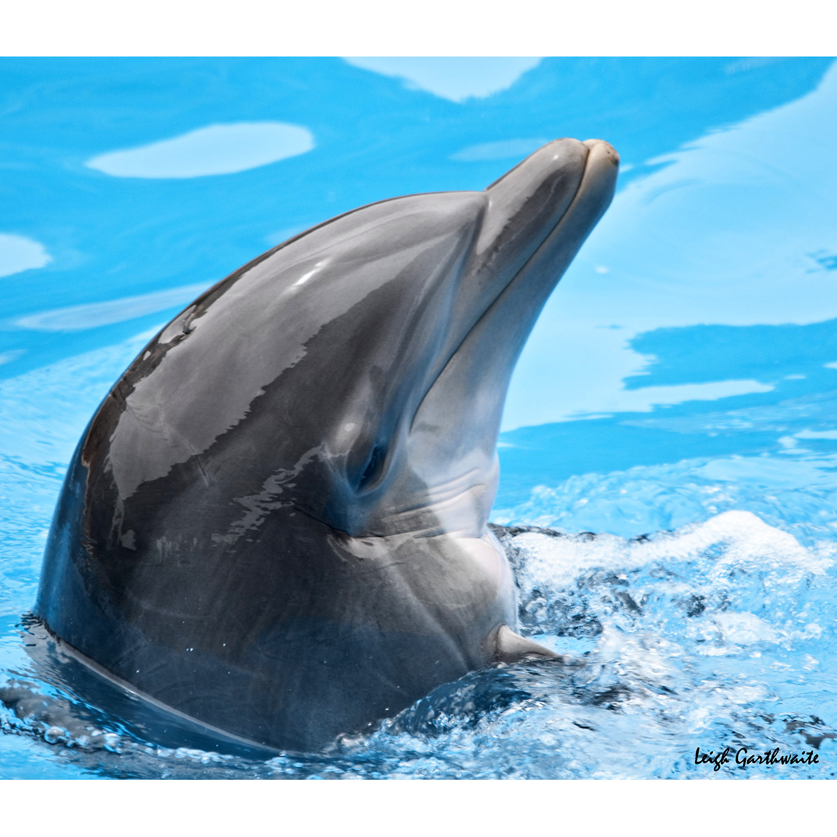 Дельфин-белобочка (Delphinus delphis) Фото №10