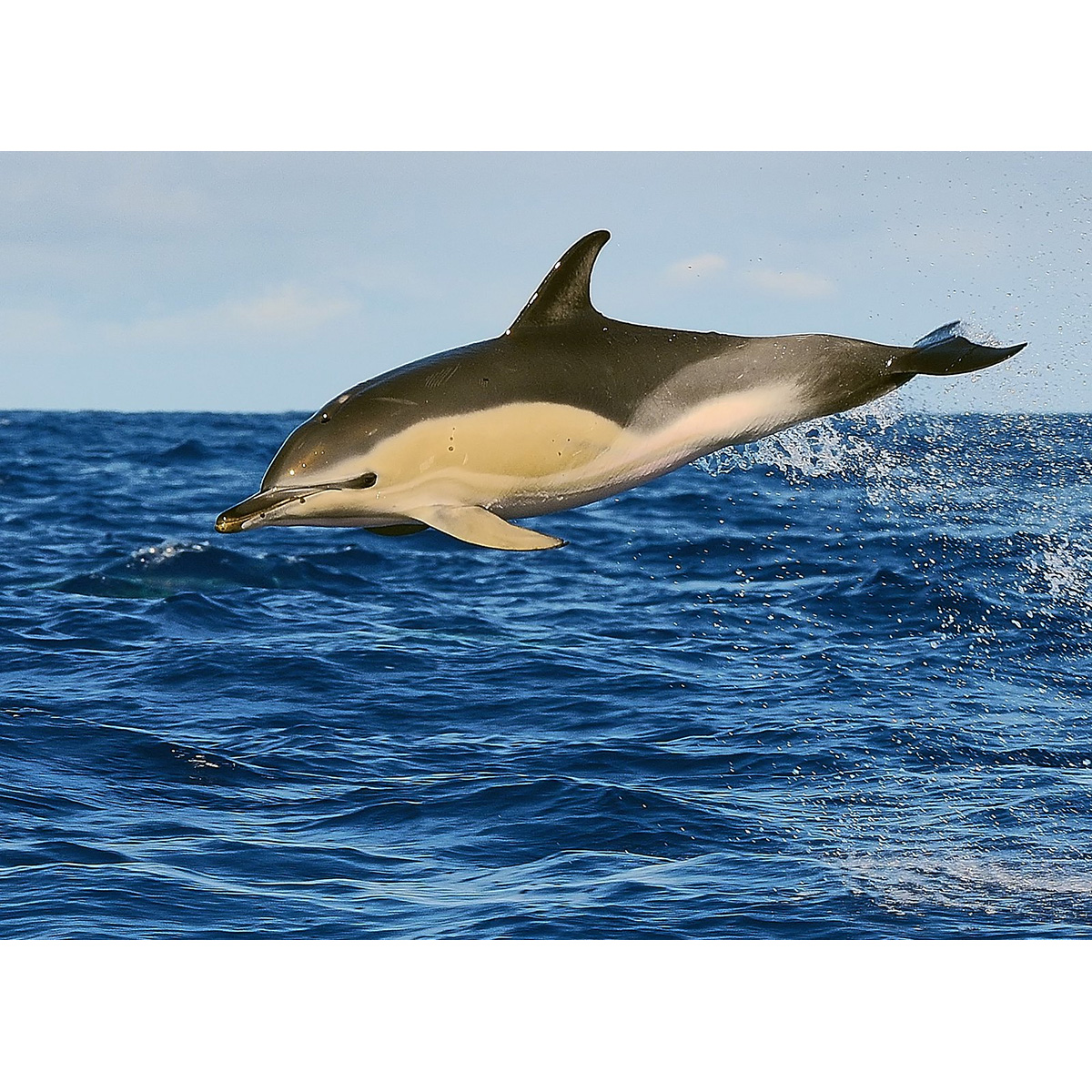 Дельфин-белобочка (Delphinus delphis) Фото №2