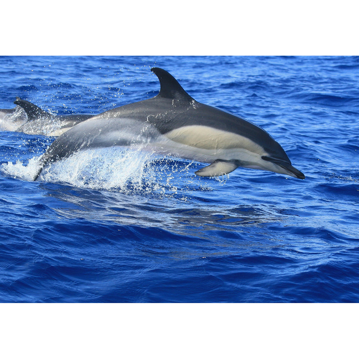 Дельфин-белобочка (Delphinus delphis) Фото №3