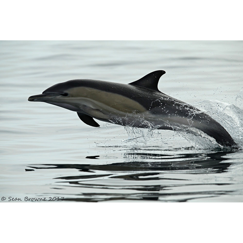 Дельфин-белобочка (Delphinus delphis) Фото №4