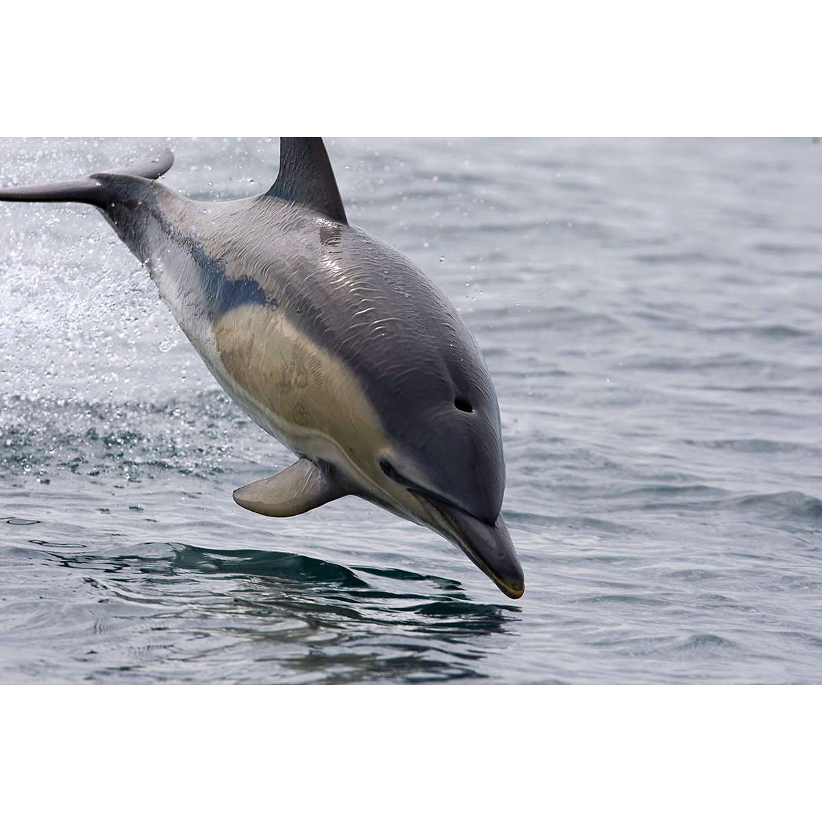 Дельфин-белобочка (Delphinus delphis) Фото №5