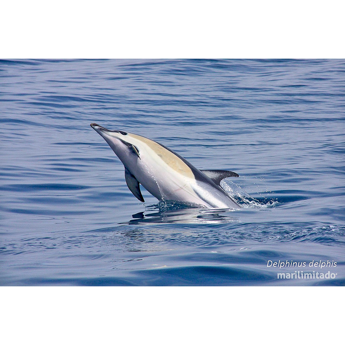 Дельфин-белобочка (Delphinus delphis) Фото №6