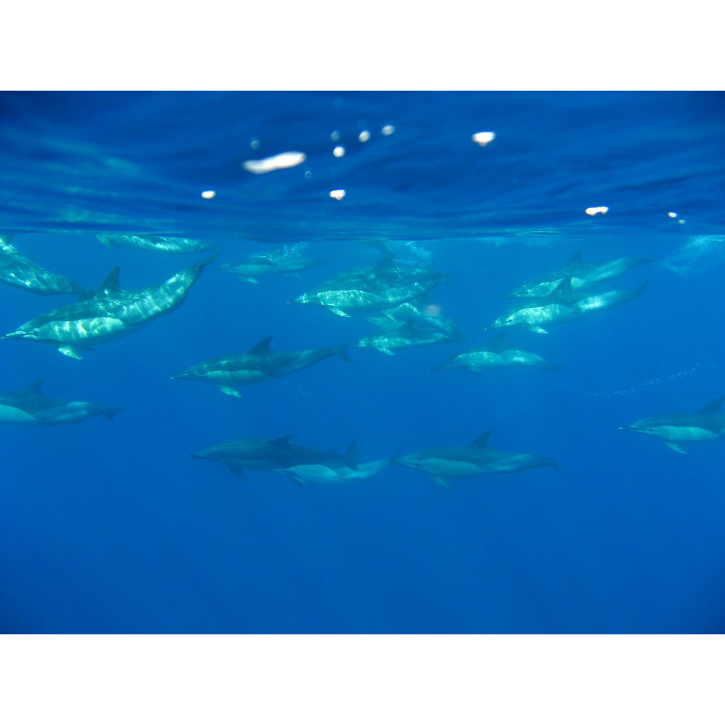 Дельфин-белобочка (Delphinus delphis) Фото №7
