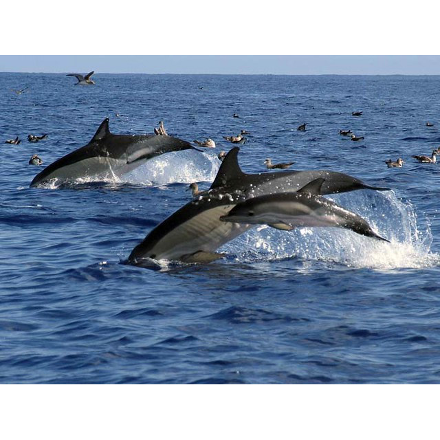 Дельфин-белобочка (Delphinus delphis) Фото №8