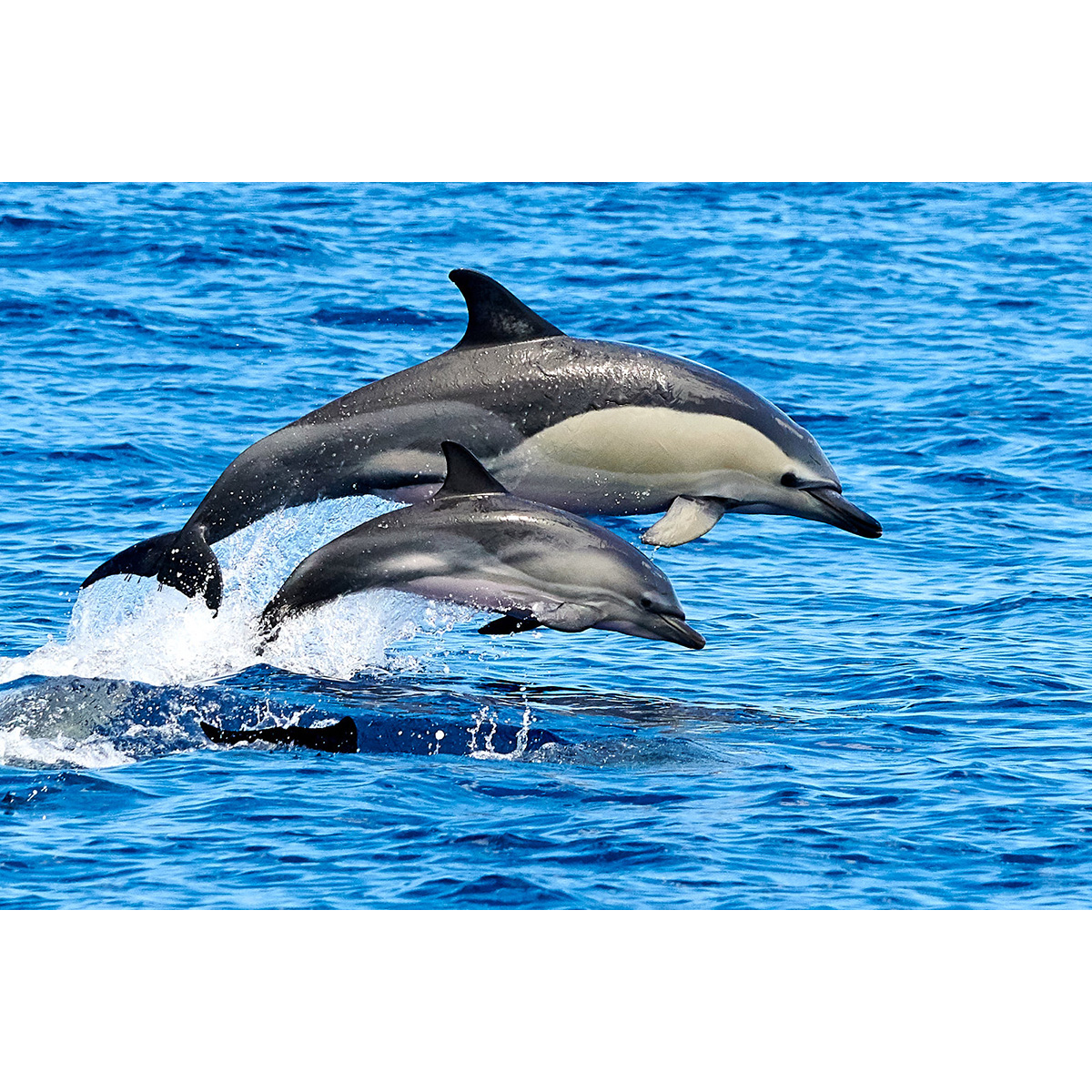 Дельфин-белобочка (Delphinus delphis) Фото №9