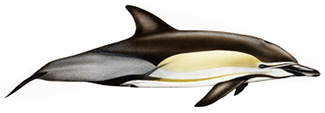 Delphinus delphis ponticus