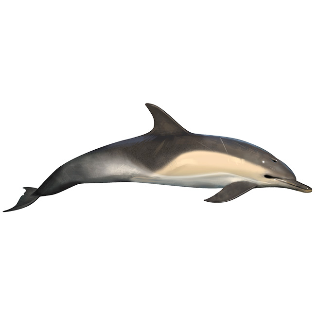 Дельфин-белобочка (Delphinus delphis) Фото №1