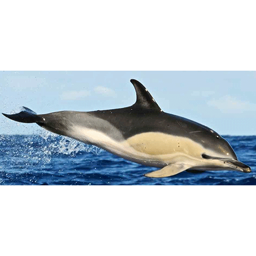 Род Дельфины-белобочки  фото