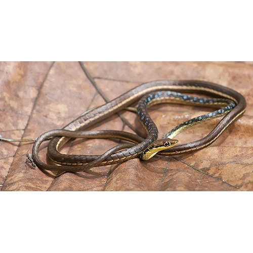  Род Южноазиатские древесные змеи  фото