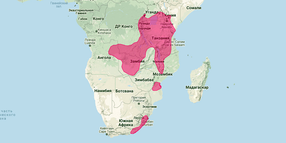 Древесный даман (Dendrohyrax arboreus) Ареал обитания на карте