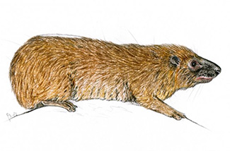 Dendrohyrax dorsalis marmota