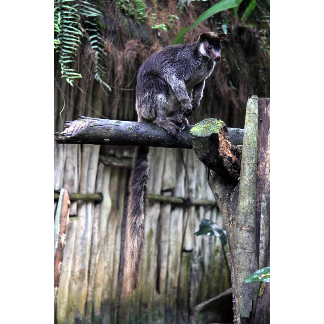 Седой древесный кенгуру (Dendrolagus inustus) Фото №3