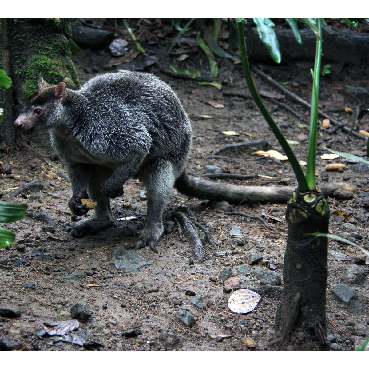 Седой древесный кенгуру (Dendrolagus inustus) Фото №4