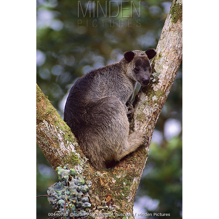 Седой древесный кенгуру (Dendrolagus inustus) Фото №5