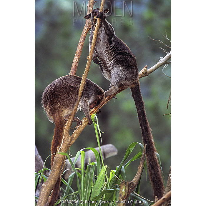 Седой древесный кенгуру (Dendrolagus inustus) Фото №7
