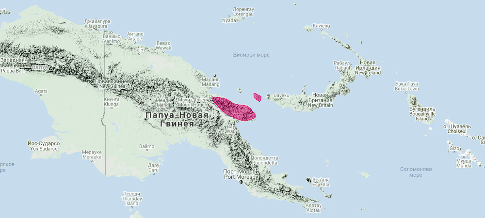 Кенгуру Матши (Dendrolagus matschiei) Ареал обитания на карте