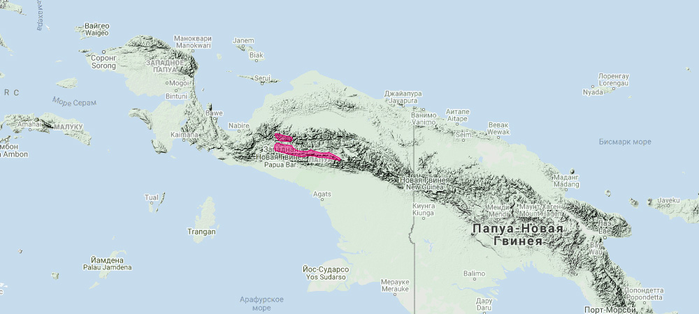 Древесный валлаби (Dendrolagus mbaiso) Ареал обитания на карте