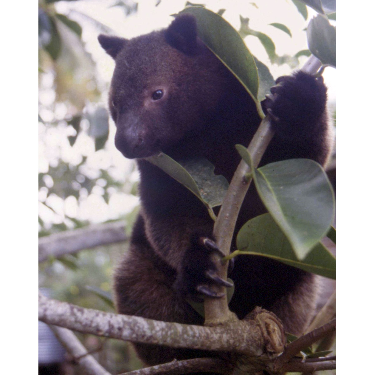 Папуасский древесный кенгуру (Dendrolagus scottae) Фото №5