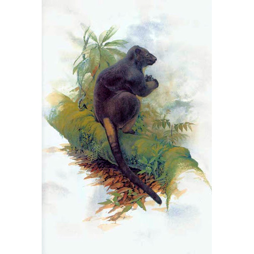 Папуасский древесный кенгуру (Dendrolagus scottae) Фото №6