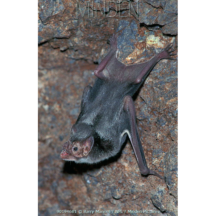 Обыкновенный вампир (Desmodus rotundus) Фото №2