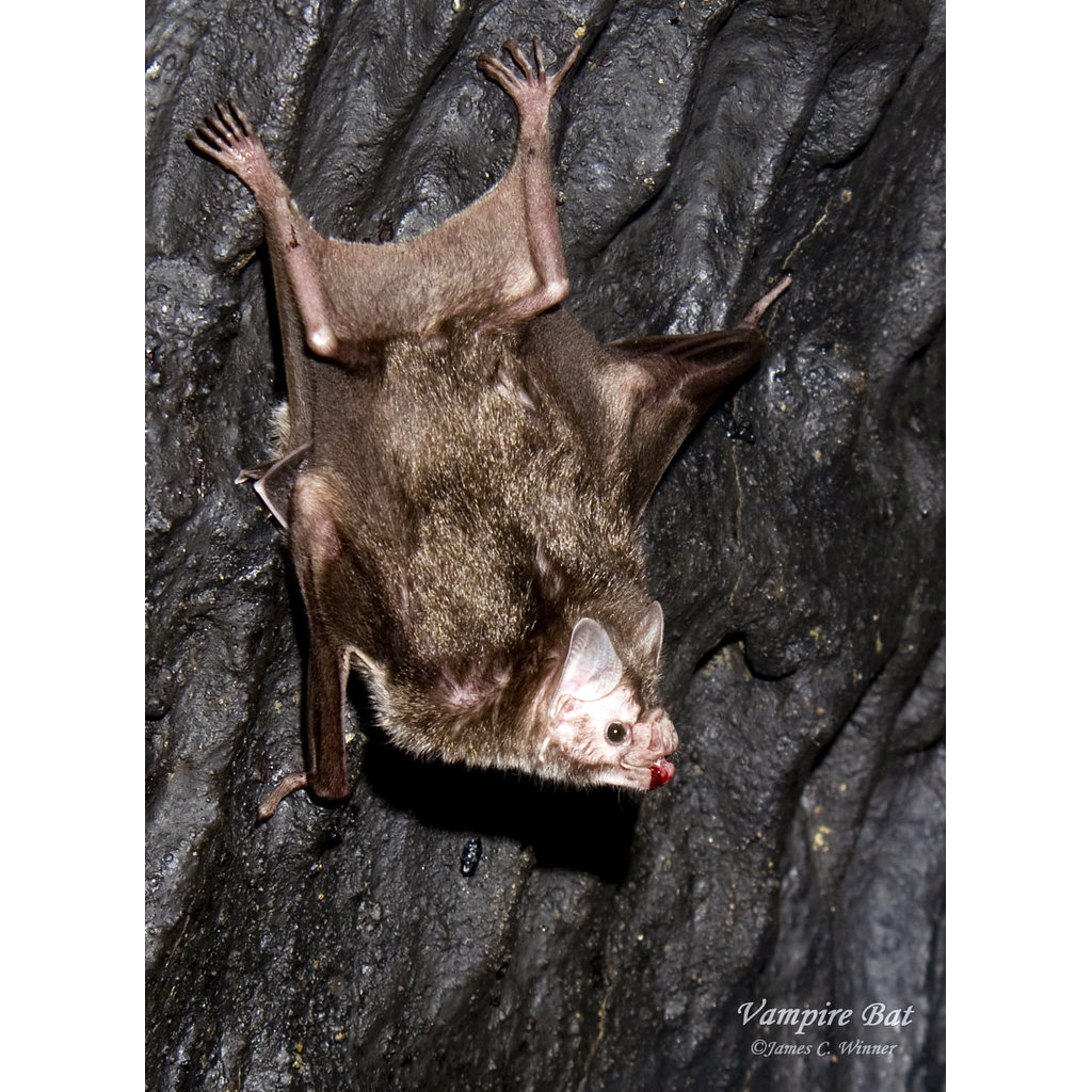 Обыкновенный вампир (Desmodus rotundus) Фото №4