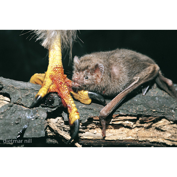 Обыкновенный вампир (Desmodus rotundus) Фото №8