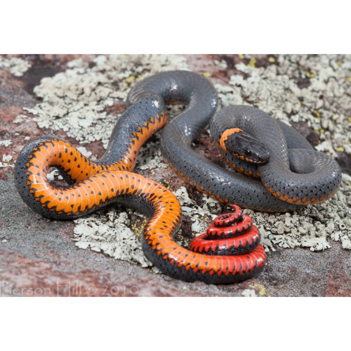  Род Ошейниковые змеи  фото