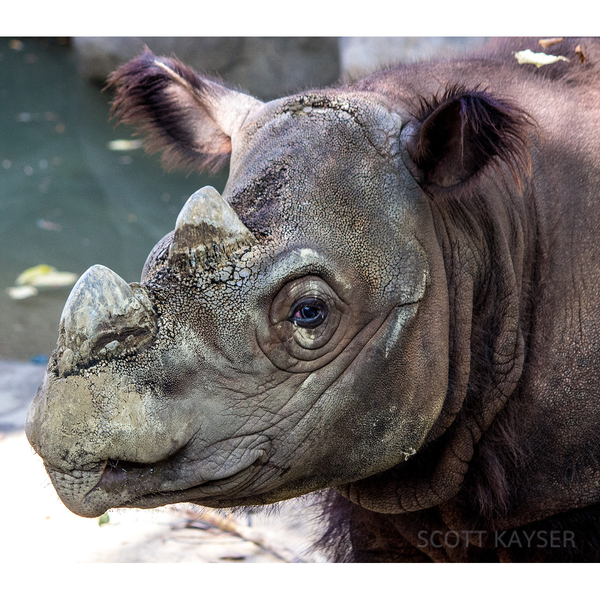 Суматранский носорог (Dicerorhinus sumatrensis) Фото №10