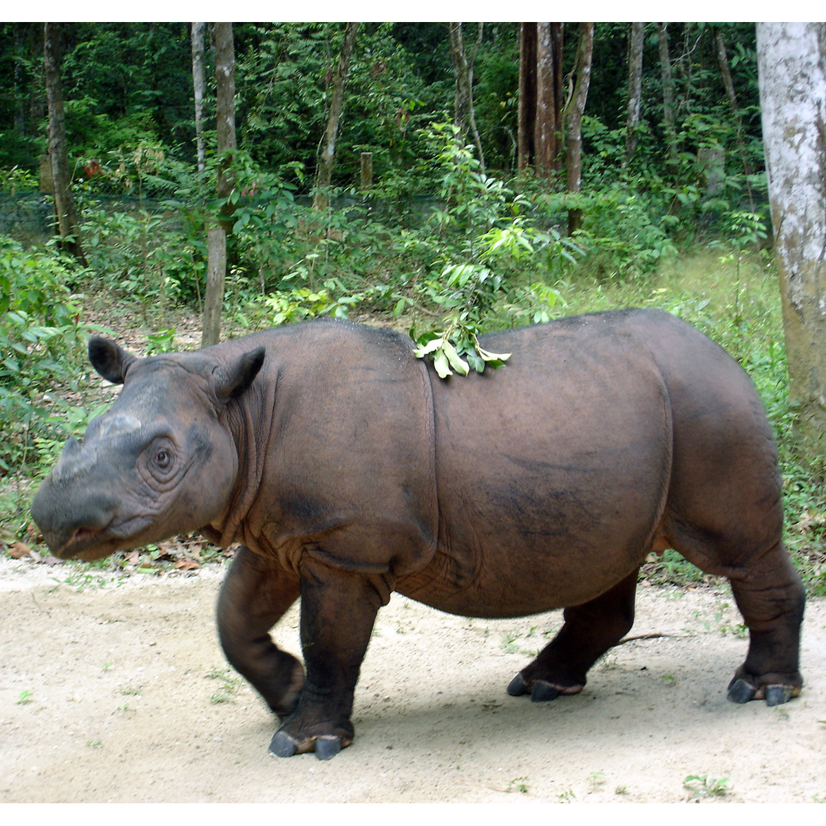 Суматранский носорог (Dicerorhinus sumatrensis) Фото №2