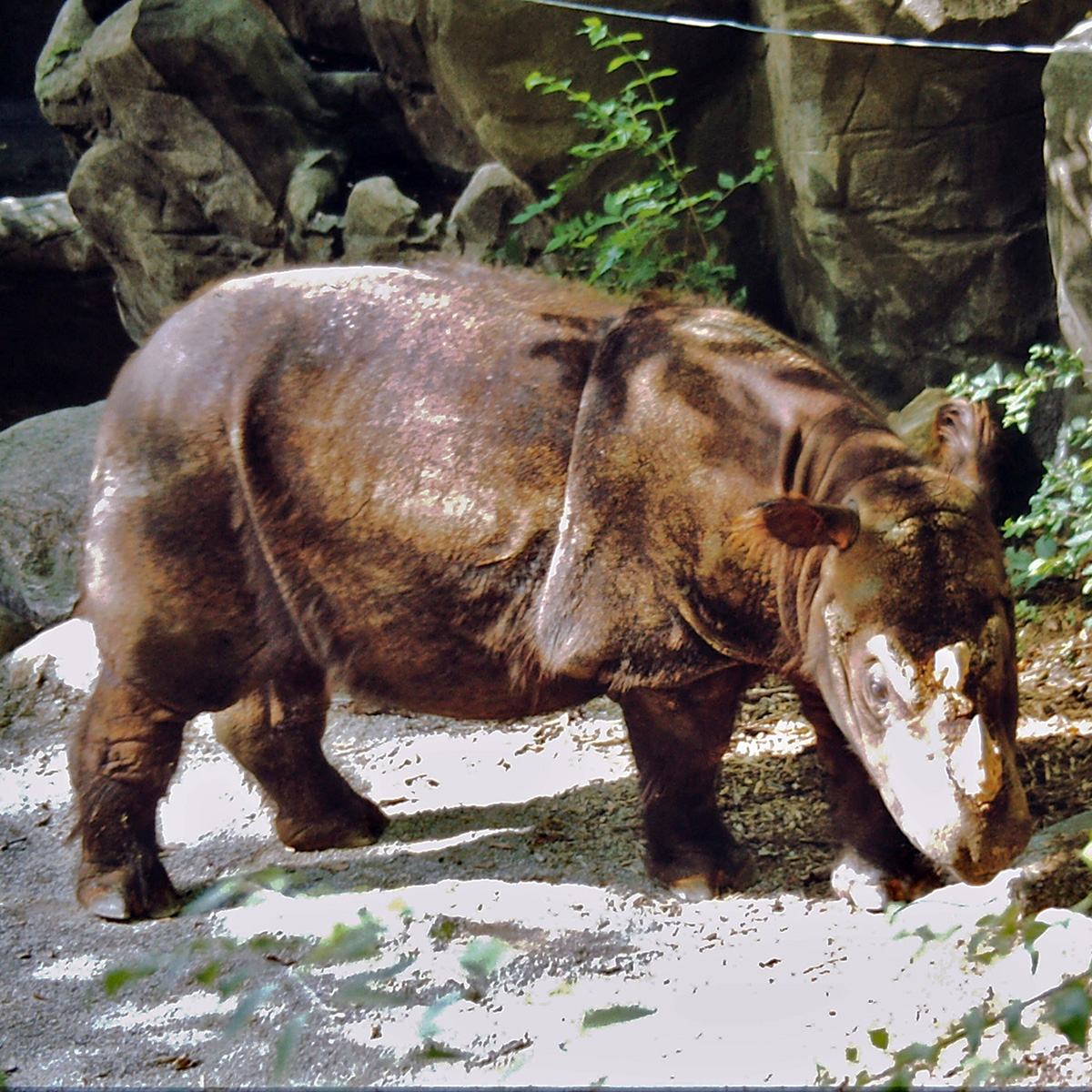 Суматранский носорог (Dicerorhinus sumatrensis) Фото №3