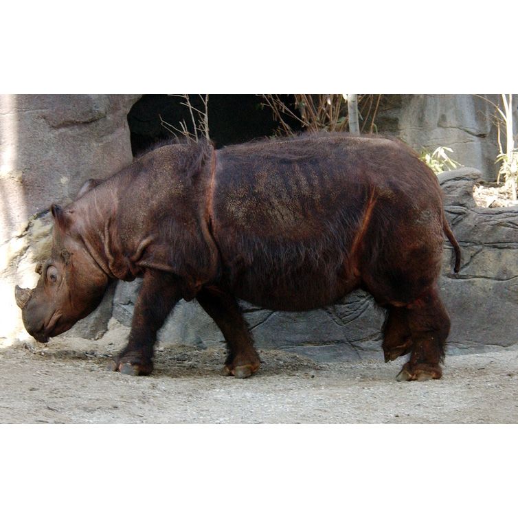 Суматранский носорог (Dicerorhinus sumatrensis) Фото №4