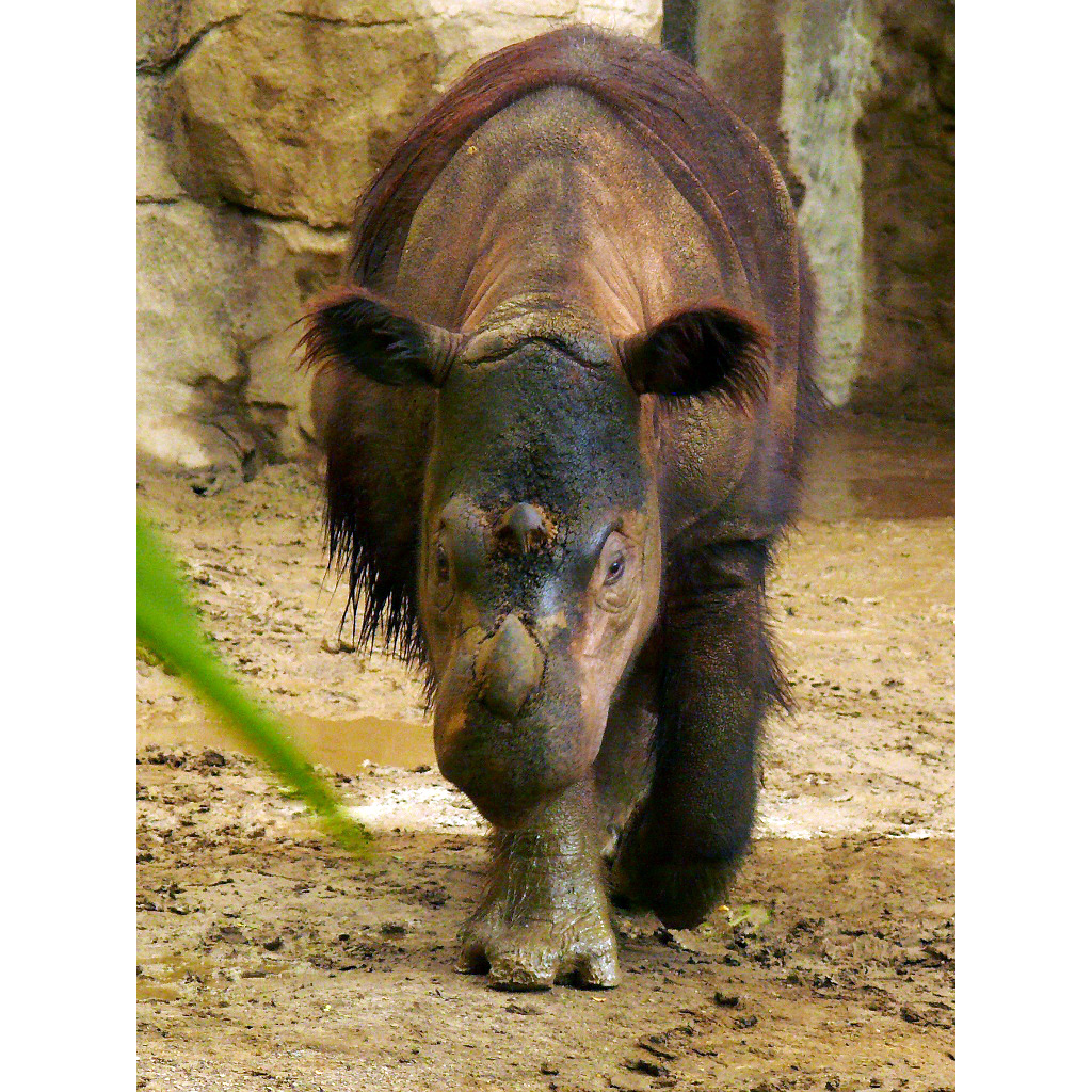 Суматранский носорог (Dicerorhinus sumatrensis) Фото №5