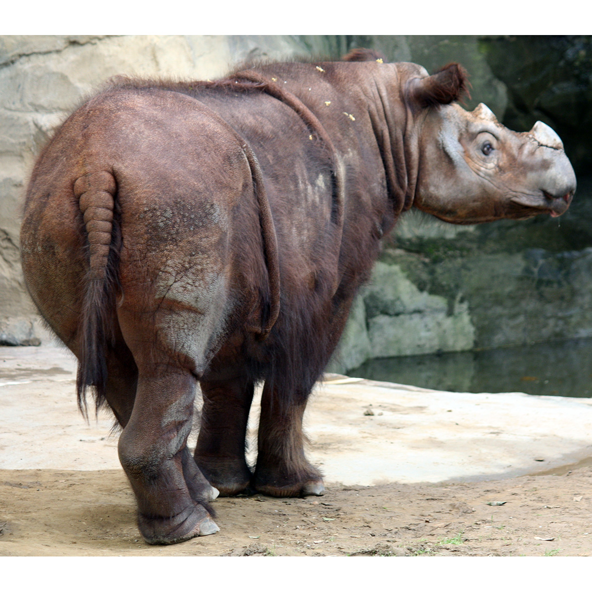 Суматранский носорог (Dicerorhinus sumatrensis) Фото №6