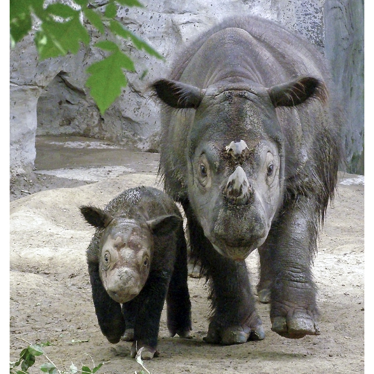 Суматранский носорог (Dicerorhinus sumatrensis) Фото №7