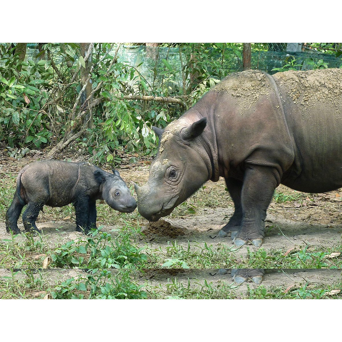 Суматранский носорог (Dicerorhinus sumatrensis) Фото №8