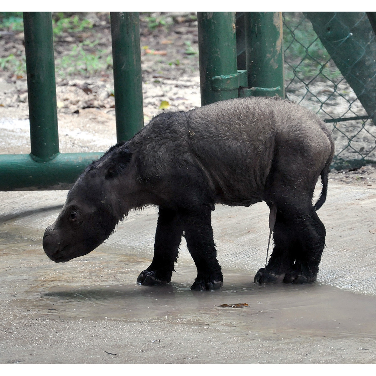 Суматранский носорог (Dicerorhinus sumatrensis) Фото №9