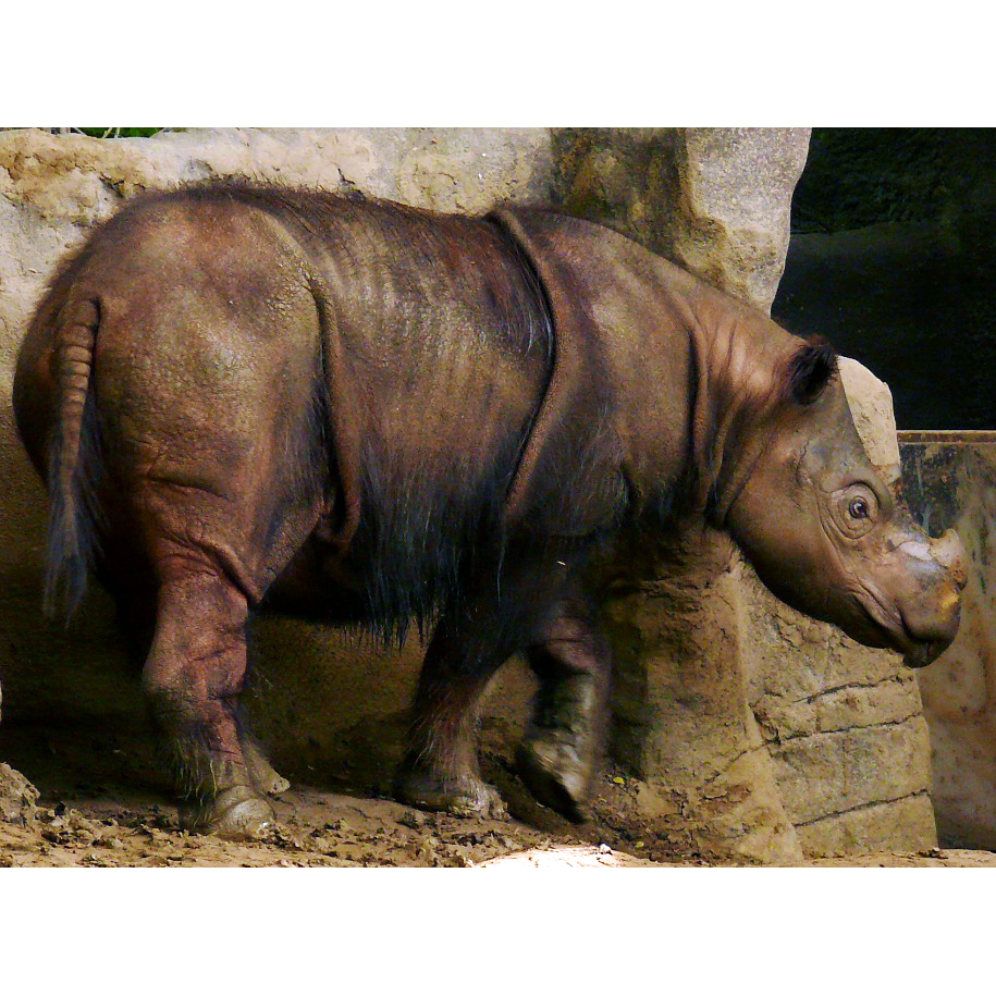 Суматранский носорог (Dicerorhinus sumatrensis) Фото №1