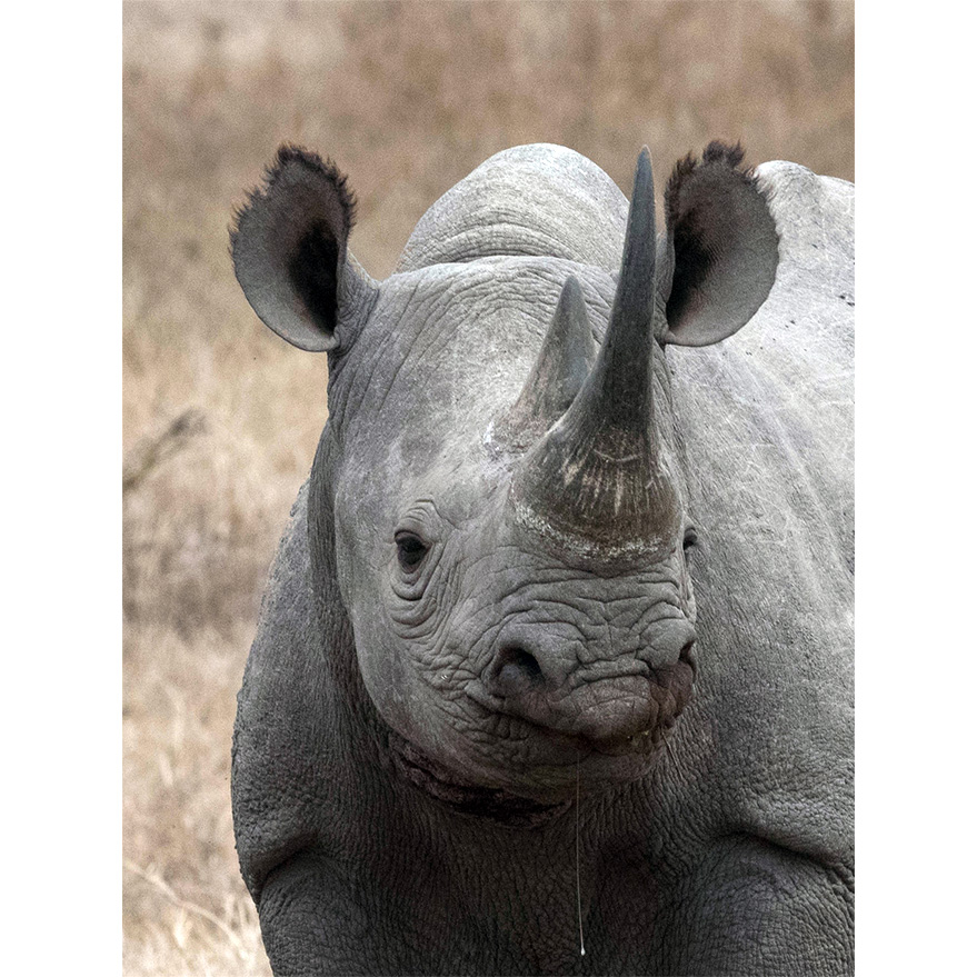 Чёрный носорог (Diceros bicornis) Фото №10