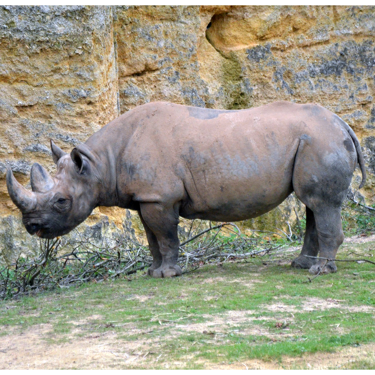 Чёрный носорог (Diceros bicornis) Фото №2
