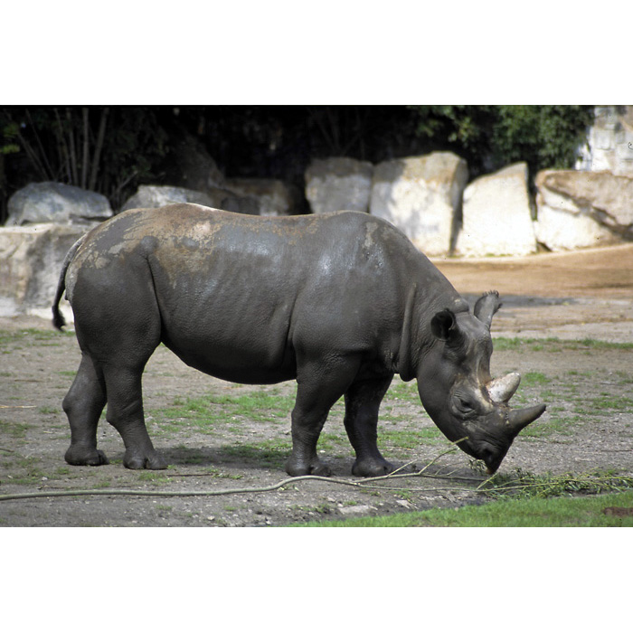 Чёрный носорог (Diceros bicornis) Фото №3