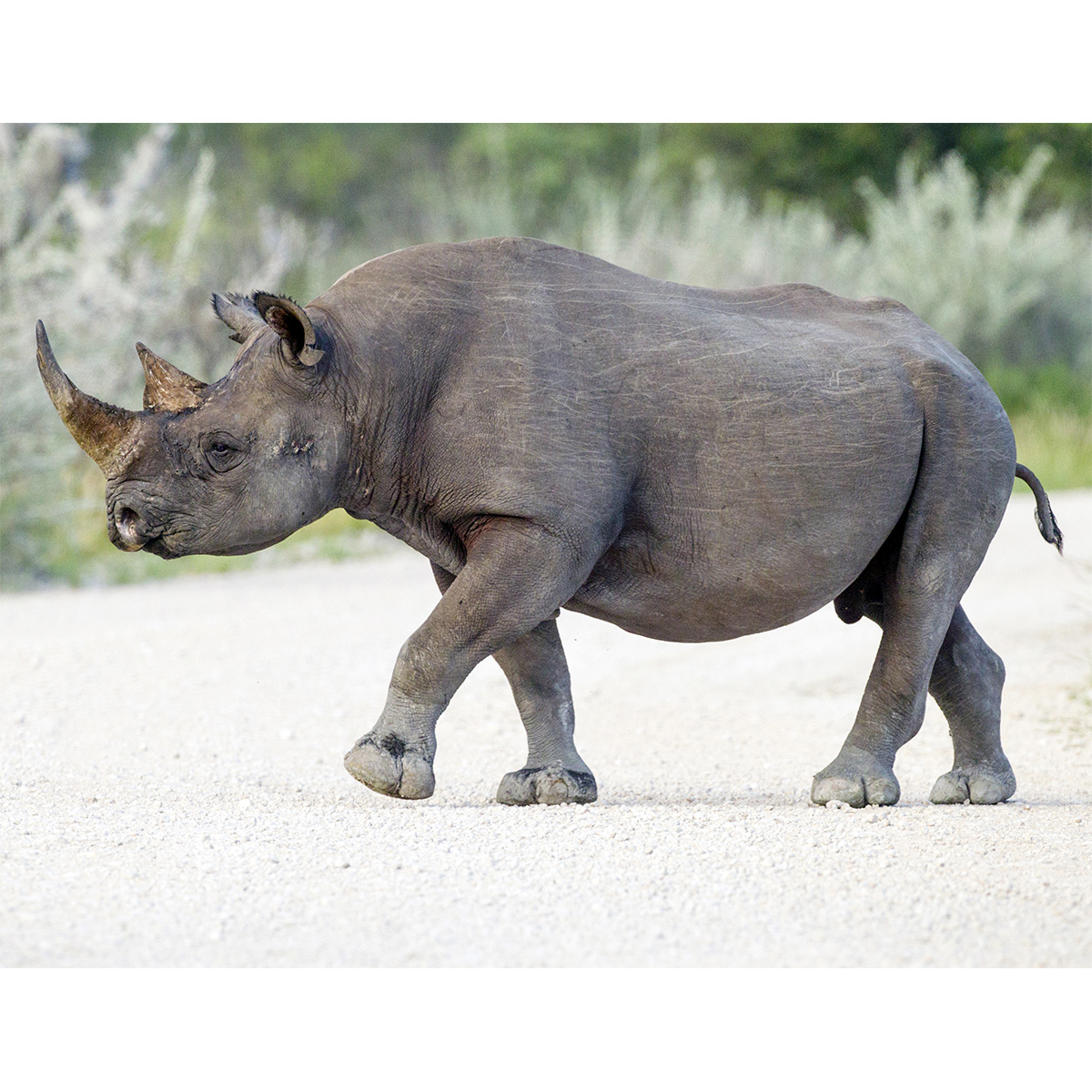 Чёрный носорог (Diceros bicornis) Фото №4