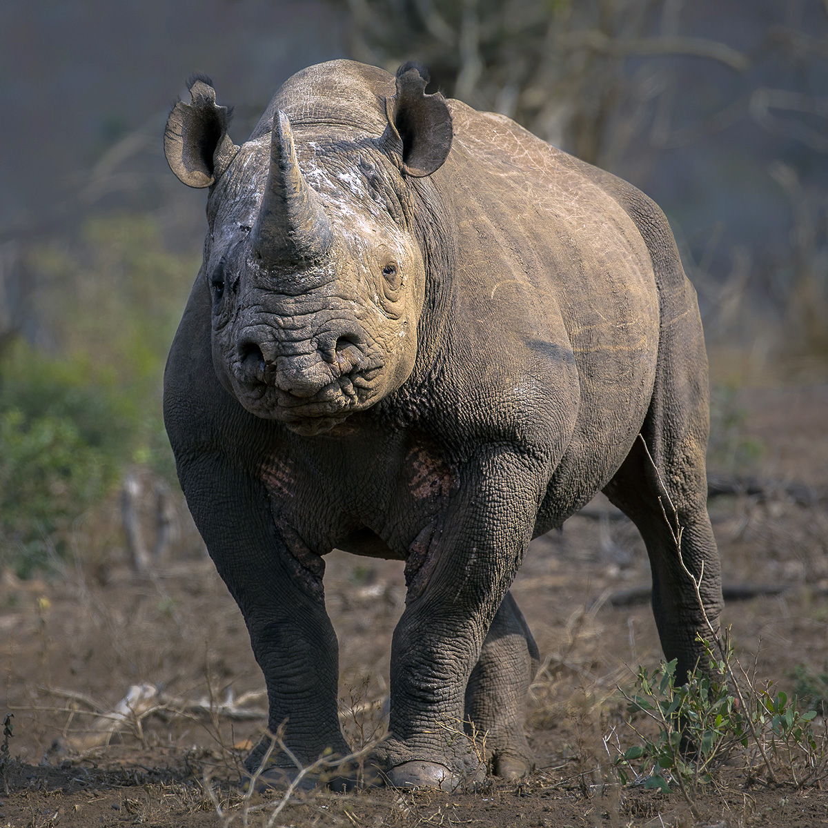 Чёрный носорог (Diceros bicornis) Фото №5
