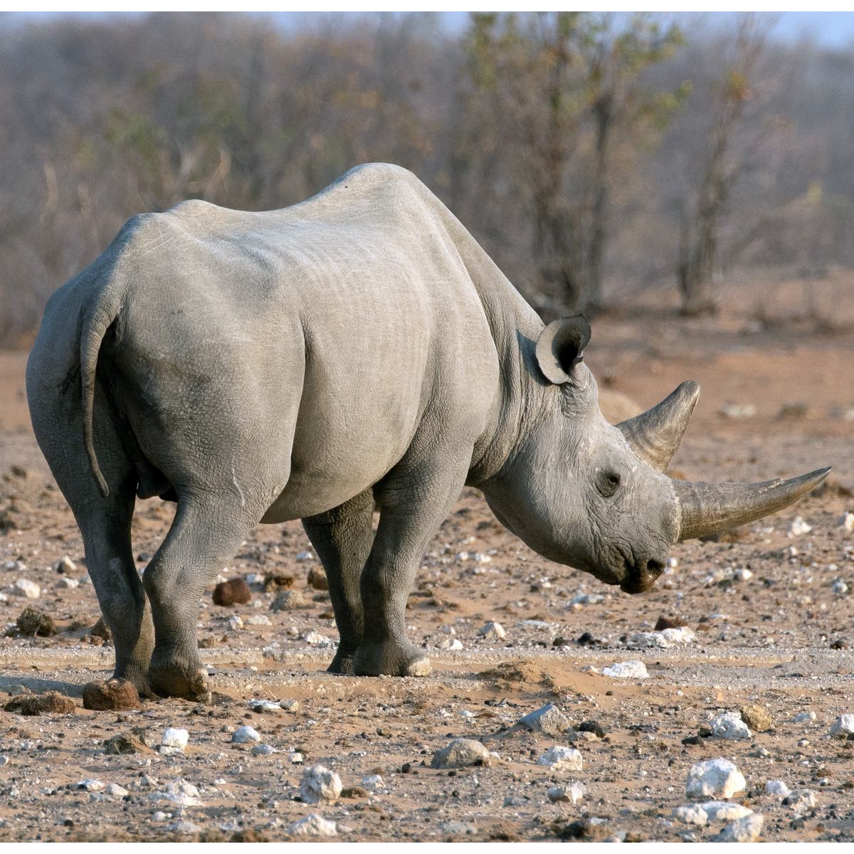 Чёрный носорог (Diceros bicornis) Фото №6