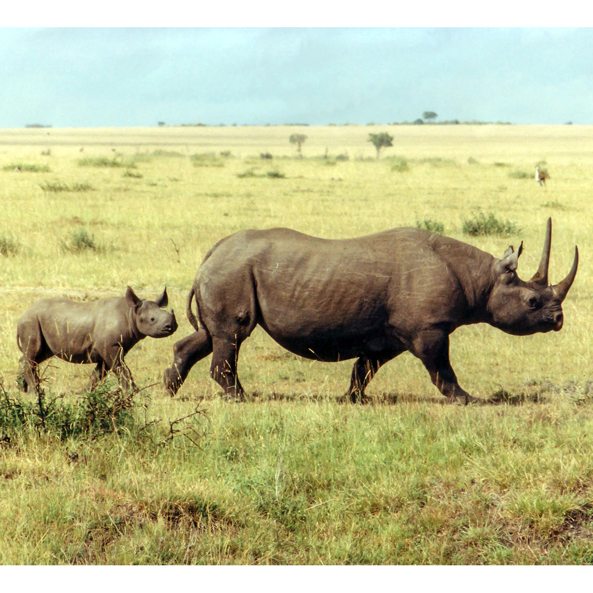 Чёрный носорог (Diceros bicornis) Фото №7