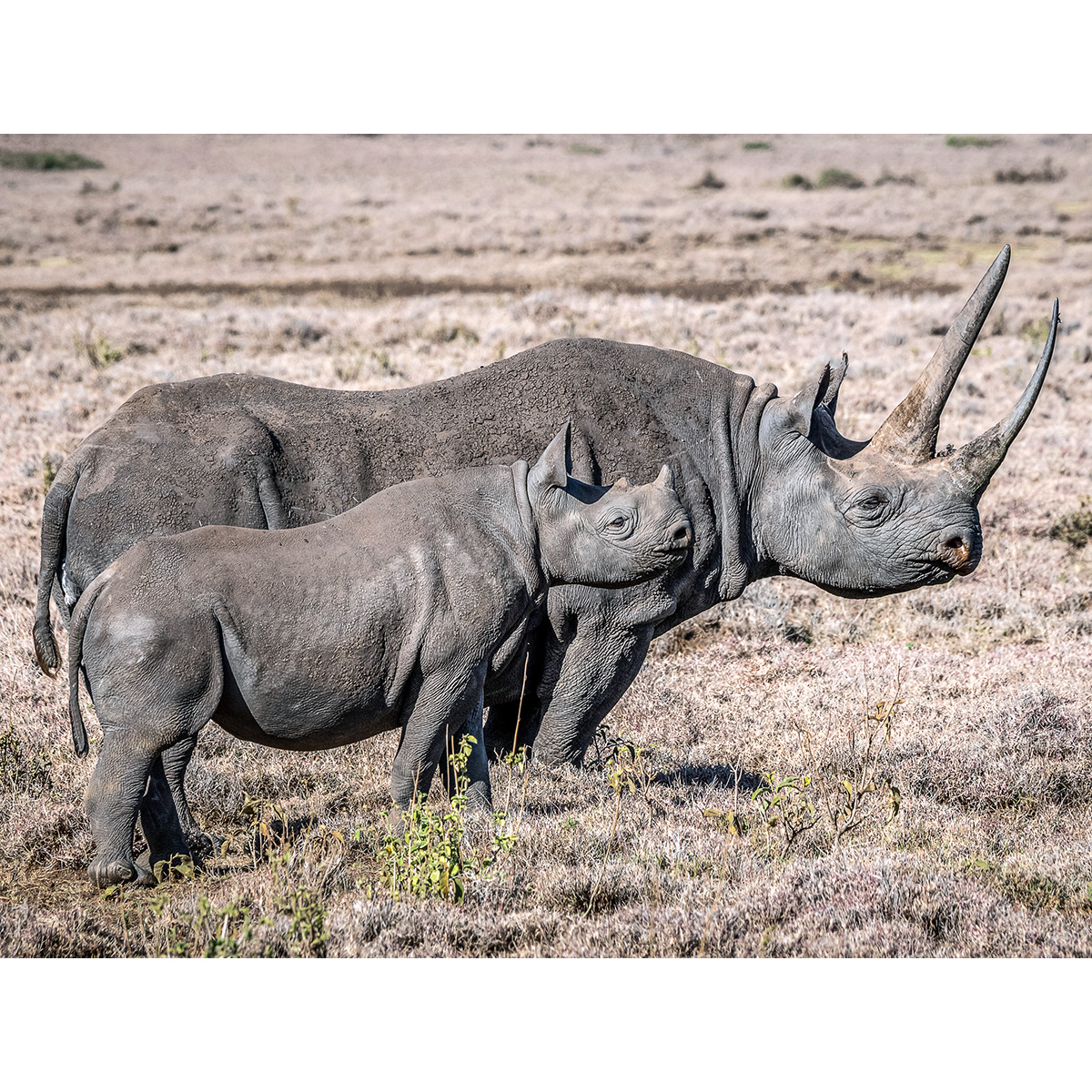 Чёрный носорог (Diceros bicornis) Фото №8
