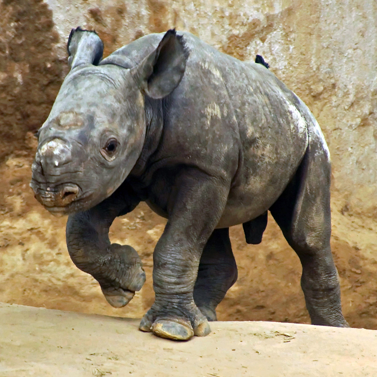 Чёрный носорог (Diceros bicornis) Фото №9