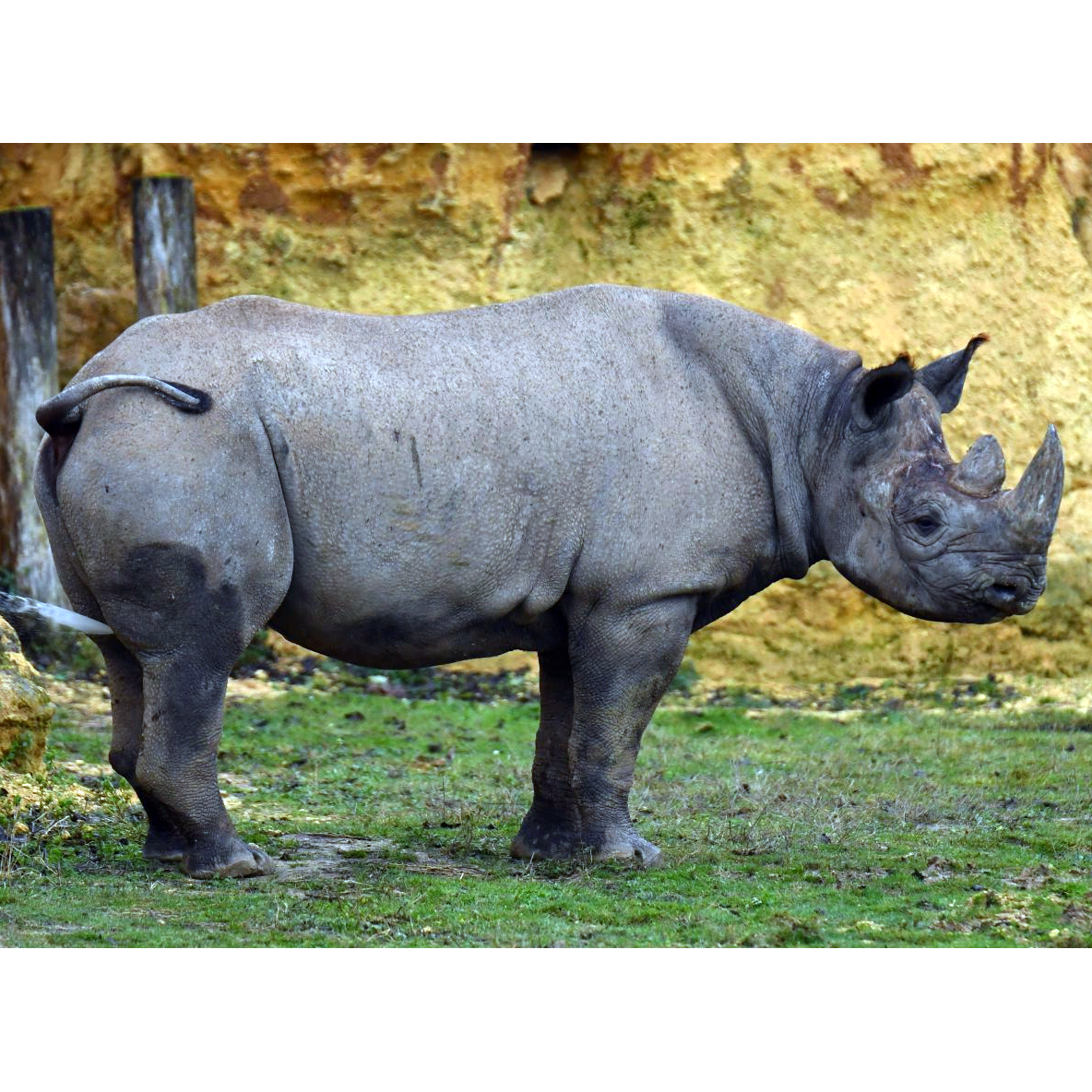Чёрный носорог (Diceros bicornis) Фото №1