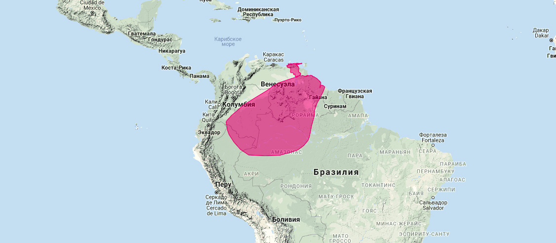 Колумбийский мешкокрыл (Diclidurus ingens) Ареал обитания на карте