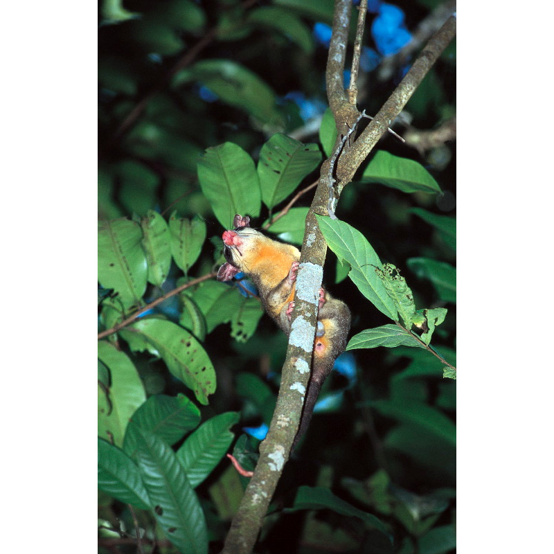 Белоухий гайанский опоссум (Didelphis imperfecta) Фото №4